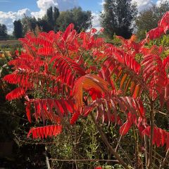 Rhus typhina