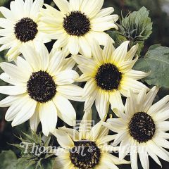 Girassol Italian White em sementes