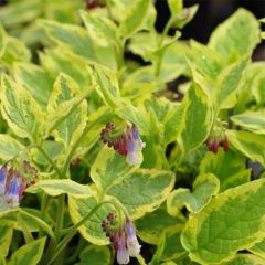 Symphytum Goldsmith