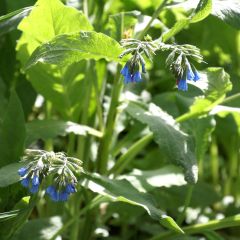 Symphytum azureum - Consolda-russa