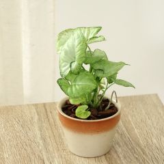 Singónio Confetti - Syngonium podophyllum