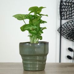 Singónio Golden Allusion - Syngonium podophyllum
