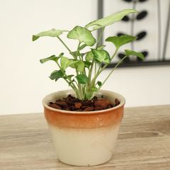 Syngonium podophyllum Snow White - Singónio