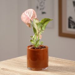 Singónio Neon Robusta - Syngonium podophyllum