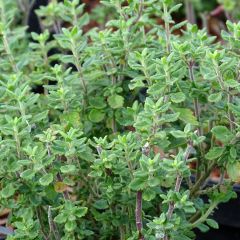 Teucrium × lucidrys