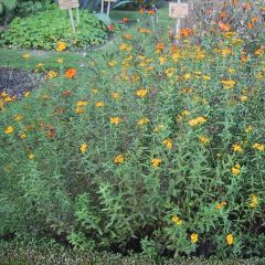 Estragão-mexicana - Tagetes lucida