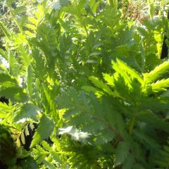 Atanásia-das-boticas - Tanacetum vulgare