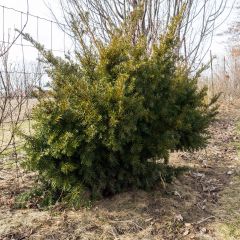Taxus media Densiformis