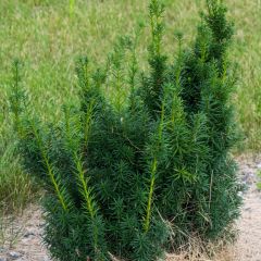 Taxus media Hicksii