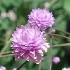 Thalictrum delavayi Hewitt's Double