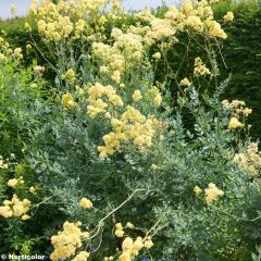 Thalictrum flavum subsp. glaucum