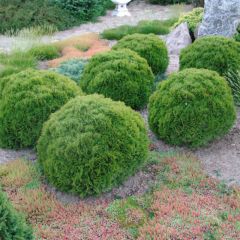 Thuja occidentalis Danica - Tuia-ocidental