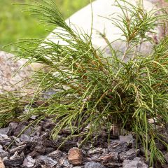 Thuja plicata Whipcord - Tuia-gigante