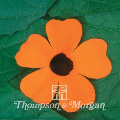 Thunbergia alata Superstar Orange em sementes