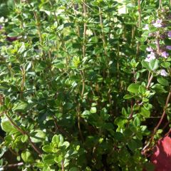 Tomilho-limão Bio - Thymus x citriodorus
