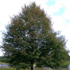 Tilia cordata Greenspire