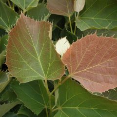 Tilia henryana Arnold Select
