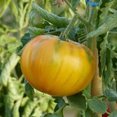 Tomate Ananas plantas jovens