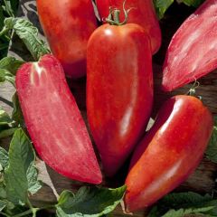 Tomate Bellandine F1 plantas jovens