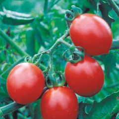 Tomate-cereja Ramo de lírio-do-vale Bio - Ferme de Sainte Marthe