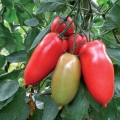 Tomate Gagliardo F1 plantas jovens ENXERTADAS