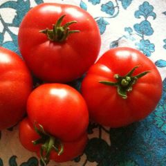Tomate Marmande plantas jovens