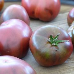 Tomate preto da Crimeia plantas jovens