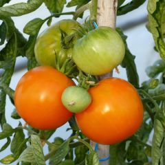 Tomate Orange Queen plantas jovens
