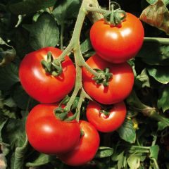 Tomate Previa F1 La Sélection du Chef