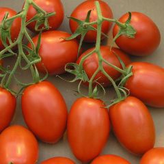 Tomate Roma VF plantas jovens