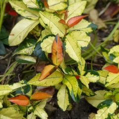 Trachelospermum asiaticum Ogon-Nishiki - Jasmim falso amarelo