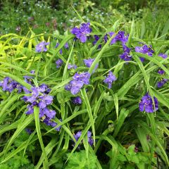 Tradescantia virginiana Zwanenburg Blue