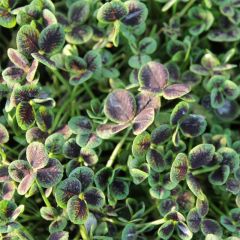 Trifolium repens Pentaphyllum