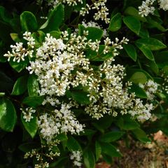 Alfeneiro-do-Japão - Ligustrum japonicum