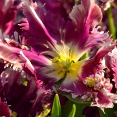 Tulipa Papagaio Mysterious Parrot