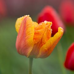Tulipa Triunfo Cairo