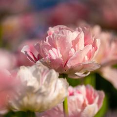 Tulipa Dobrada tardia Angelique