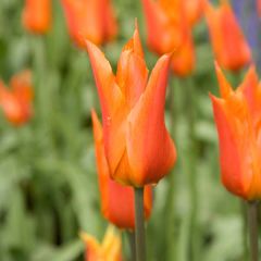 Tulipa Lírio Ballerina