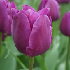 Tulipa Triunfo Negrita