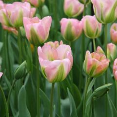 Tulipa viridiflora Groenland