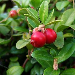 Arando-vermelho - Vaccinium macrocarpon