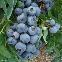 Mirtieiro Sunshine Blue - Vaccinium corymbosum