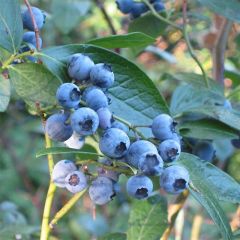 Mirtilheiro Blue Crop - Vaccinium corymbosum x myrtillus