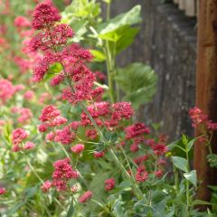 Centranto-vermelho Coccineus