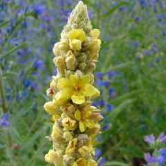 Verbasco thapsus