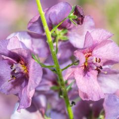 Verbasco Pink Domino