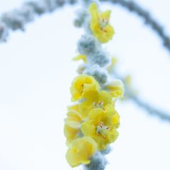 Verbasco bombyciferum Polarsommer