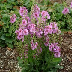 Verbasco Sugar Plum