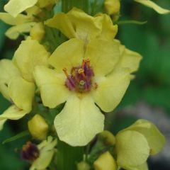 Verbasco Cotswold Queen