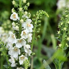 Verbasco phoeniceum Flush of White